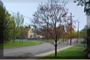 Ottawa Downtown Home Builder: The Sky Bungalows of Westboro - New Condo/Floor Plans